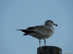 Larus delawarensis