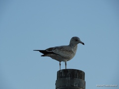 Larus delawarensis