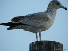Larus delawarensis