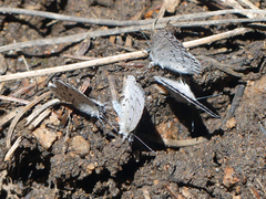 Celastrina echo sidara