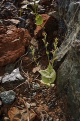 Streptanthus drepanoides