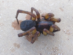 Allocosinae