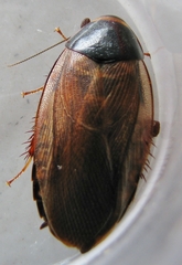 Pycnoscelus indicus