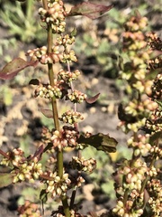 Rumex californicus
