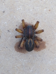 Allocosinae