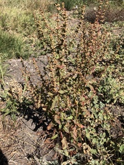 Rumex californicus