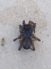 Allocosinae