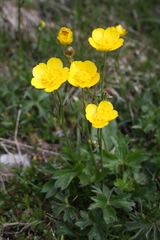 Ranunculus montanus