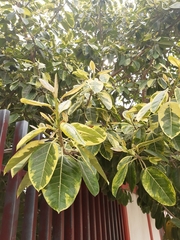 Ficus altissima