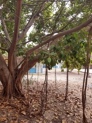 Ficus altissima