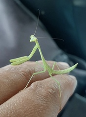 Stagmomantis theophila