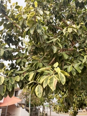 Ficus altissima