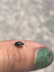 Gastrophysa cyanea