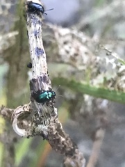 Gastrophysa cyanea