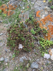 Haplopappus foliosus