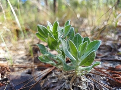Chrysopsis scabrella