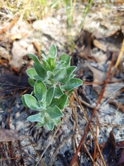 Chrysopsis scabrella