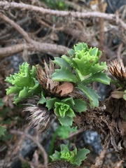 Haplopappus foliosus