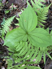 Trillium grandiflorum