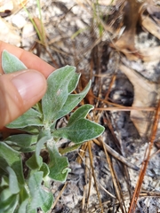 Chrysopsis scabrella