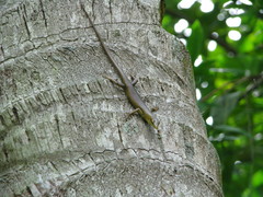 Lamprolepis smaragdina