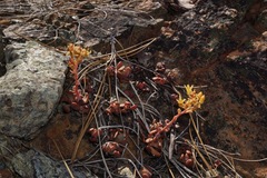 Sedum flavidum