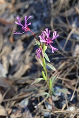 Clarkia concinna concinna