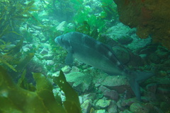 Latridopsis ciliaris