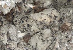 Oeciacus vicarius