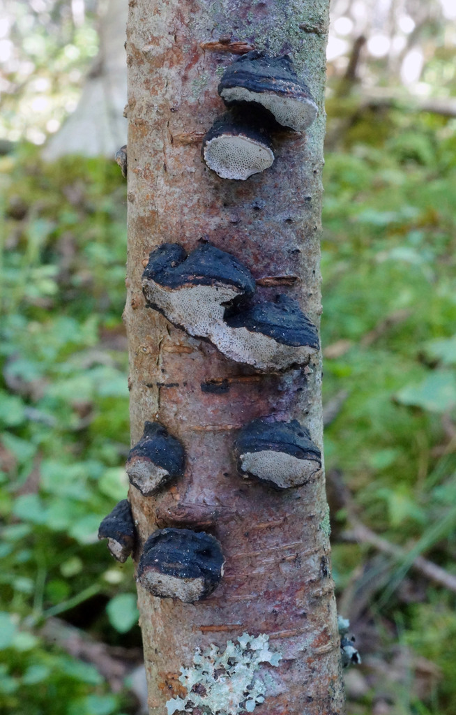 Datroniella