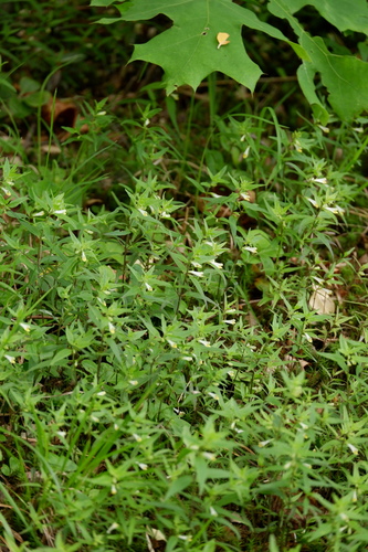 Narrowleaf cowwheat (Melampyrum lineare)