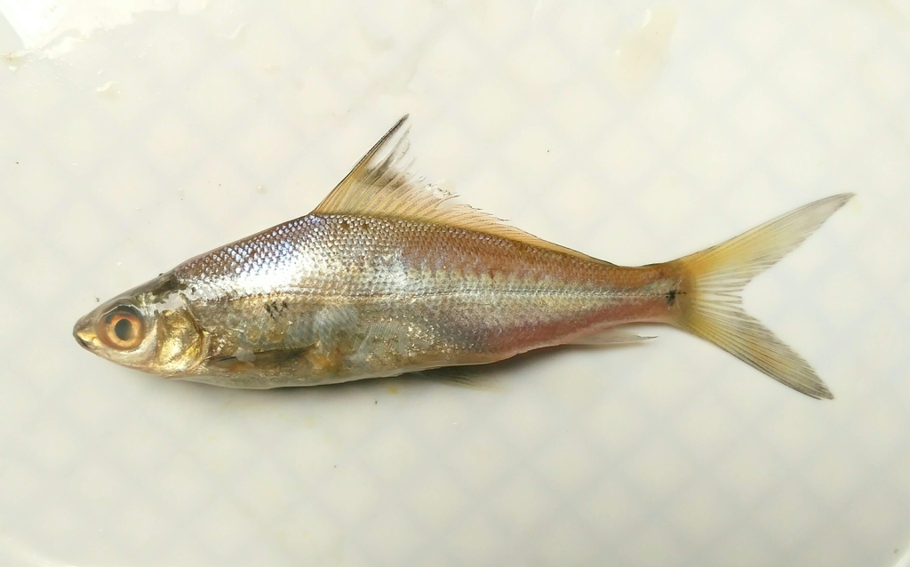 Labiobarbus ocellatus (Labiobarbus ocellatus)