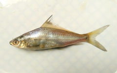 Labiobarbus ocellatus
