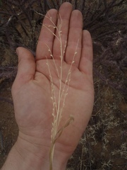 Urochloa arizonica