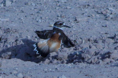 Charadrius vociferus