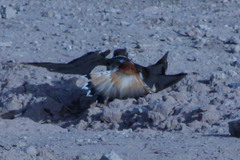 Charadrius vociferus
