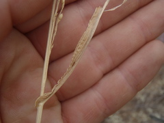 Urochloa arizonica