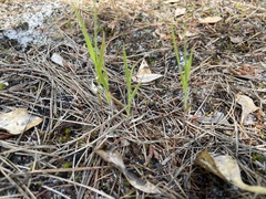 Amphicarpum amphicarpon