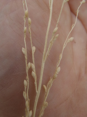 Urochloa arizonica