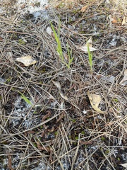 Amphicarpum amphicarpon