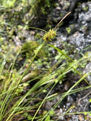 Carex elliottii