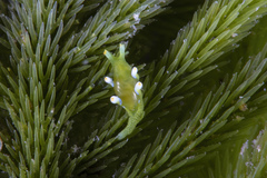 Roburnella wilsoni