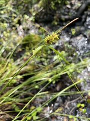Carex elliottii