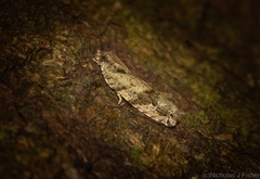 Metrioglypha phyllodes