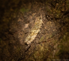 Metrioglypha phyllodes