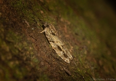 Metrioglypha phyllodes