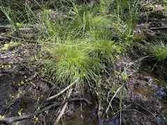Carex elliottii