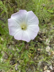 Calystegia sepium limnophila