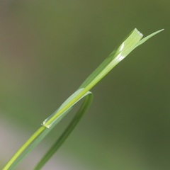 Lolium giganteum