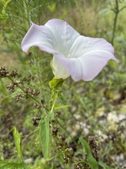 Calystegia sepium limnophila